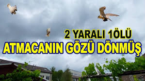 Cakir Kusu Atmaca Dogan Yakaladim Goshawk Youtube