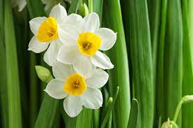 In another version of the story, the anemones were white before the death of adonis, whose blood turned them red. The Myth Behind The Flower Narcissus Chelsea Flowers