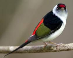 Pin Tailed Manakin Page 39 Bird Names In Kannada Burung Liar Burung Cantik Binatang