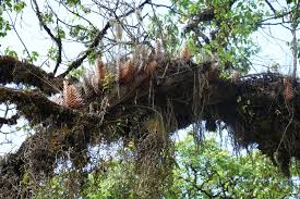 Image result for Drynaria volkensii