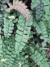 Image result for Adiantum soboliferum