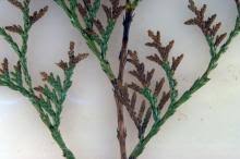 Image result for didymascella thujina