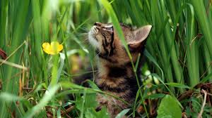 Reasons Why Your Cat Eats Dirt And How To Stop It