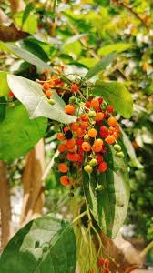 Image result for Cordia sinensis