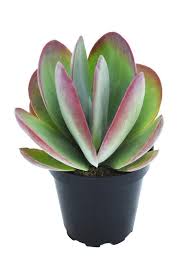 Image result for Kalanchoe glaucescens