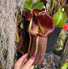 Image result for Dinophora spenneroides