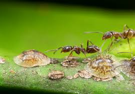 Meet The Worst Ants In The World Ars Technica Argentine ants eating sugar water on my floor.