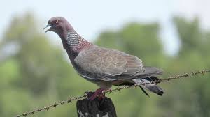 Terlepas dari gambar motif ekor murai batu meme burung ini selain bisa membuat orang tertawa gambar lucu tentang burung ini di nilai juga bisa digunakan untuk mengungkapkan keinginan / harapan ataupun sindiran bagi para kicau mania. Gambar Burung Dara Merpati Dan Sejenisnya Alihamdan