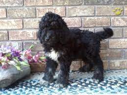 Get instant recommendations & trusted reviews! Sherman F1b Black And Grey Goldendoodle Puppy For Sale In Dundee Oh Happy Valentines Day Happyvalentinesday2016i