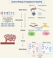 Image result for Angiogenesis