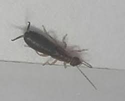 Insecte Fin Avec De Longues Antennes Dans Cuisine Le Monde Des Insectes