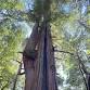 Ancient Redwoods at Jenner Headlands Preserve