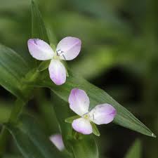 Image result for Murdannia tenuissima