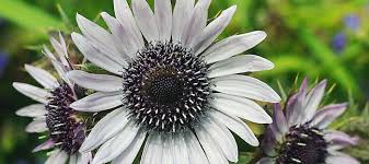 Image result for Berkheya speciosa