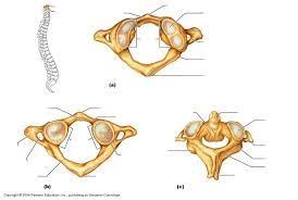 Cervical Vertebrae Diagram Blank Wiring Schematic Diagram