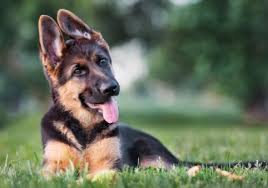 Female german shepherd puppy, sable, akc reg, 14 day parvo warranty and 2yr hip/genetics warranty included. German Shepherds What S Good About Em What S Bad About Em