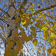 Go Gardening Helping New Zealand Grow Garden Inspiration Tips And Advice From The Expert