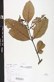 Image result for Funtumia africana