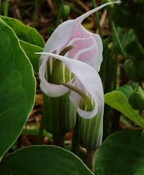 Image result for Arisaema