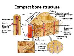 6 compact bone vs spongy bone. Histo Bone