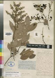 Image result for Dialium angolense