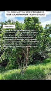 Image result for Bersama lucens