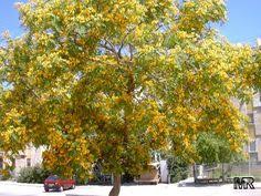 Tipuana tipu yellow jacaranda tree. 10 Trees Ideas Flowering Trees Trees To Plant Myrtle Tree