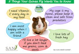 The following are a few behaviors that can tell if your guinea pig is happy: Five Things Your Guinea Pig Wants You To Know Acvet