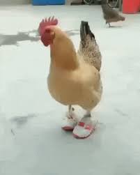 Cutest Gif Of The Day Find More Funny Gifs On Gif Vif In 2021 Funny Animal Videos Cute Gif Funny Gif
