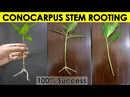 Image result for Conocarpus
