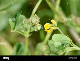 Image result for Medicago polymorpha
