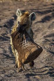 Résultat de recherche d'images pour "hyena"