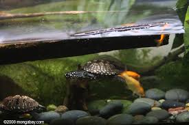 Spotted pond turtles are found in the northern region of the indian subcontinent in the indus and ganges river drainages. Brnxz 627