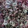 Winter splash™ has all the fabulous attributes of wintergreen but also has unique color—it stands alone as the only variegated wintergreen on the market. 1