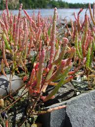Image result for Salicornia perrieri