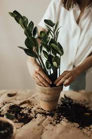 Check spelling or type a new query. The Complete Guide For Repotting Zz Plants The Healthy Houseplant