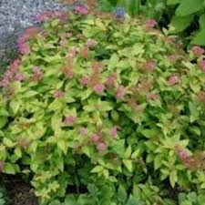 Image result for spirea japonica gold princess