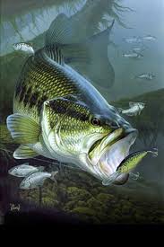Artwork Fish Bass Fishing Pictures Fishing Pictures
