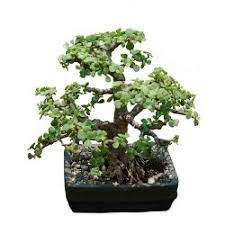 But the dwarf jade actually grows taller than the regular jade, and will develop a woody center in bigger. Jade Plant Bonsai Tree 7 Year Old Plant Buy Online At Plantsguru Com