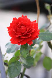 Welcome to red rose tree surgerywelcome to red rose tree surgery. Rose Red Flower Flowers Nature Flower Tree Outdoor Red Flora Summer Flower Pxfuel
