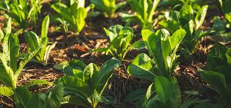 Organic vs. Conventional Farming - AGRIVI