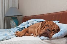 Click to see the original lyrics. Das Offene Geheimnis Der Hund Im Bett Schnuffelfreunde