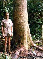 Image result for Entandrophragma