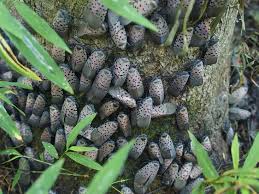 Promptly get rid of any tree of heaven (ailanthus altissima) because it is the preferred host of the spotted lanternfly. Spotted Lanternfly Expert Provides Tips For Home Management Of Pest Penn State University