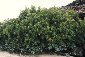 Image result for Conocarpus erectus
