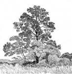 Image result for Khaya anthotheca