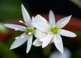 Image result for Allium ursinum