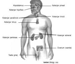 Your pituitary gland is about the size of a pea and is situated in a bony hollow, just behind the bridge of your nose. Sistem Regulasi Saraf Otak Neuron Kelenjar Impuls Tubuh Hormon Fungsi Kuliahkechina Com