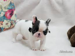 This beautiful luxury mini frenchie is top tier quality and really sets the bar high. Mini French Bulldog Puppies Hot Sales 2500rands Dogs Puppies For Sale In Johannesburg Gauteng Africada Com Mobile 10880