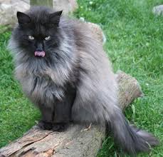 Like the smoke coat, in chinchilla coats to the cat's undercoat is pure white, while the tip of the hair is black, giving the cat a shimmery, silver appearance. Norwegian Forest Cat Colours Norwegian Forest Cat Society Uk